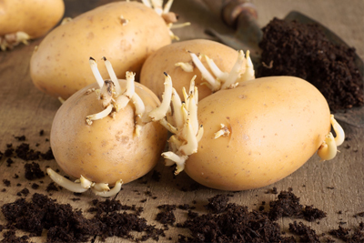 Seed Potatoes - contact store for variety, Quantity = Approximate Lbs